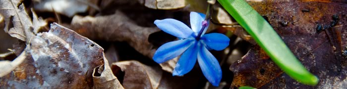 blue-flower.jpg — 36.15 kB