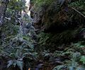 120px_rainforest_bluemountainsnsw.jpg — 4.40 kB